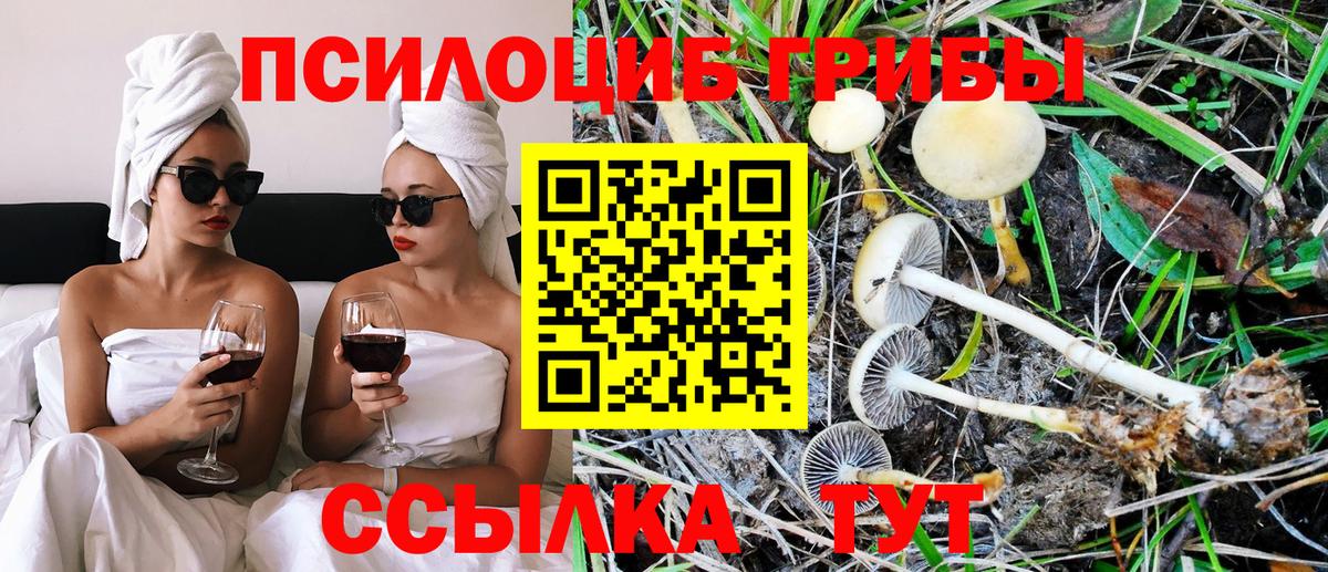 Алейск  Псилоцибиновые грибы мицелий  Вход с VPN 