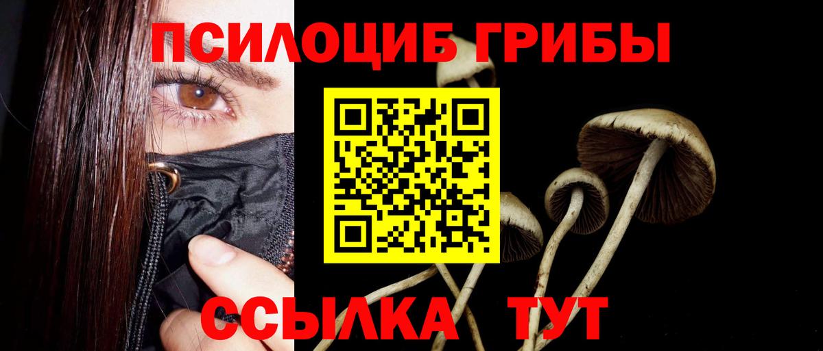 Галлюциногенные грибы Psilocybine cubensis Алейск